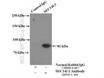 SEC14L1 Antibody in Immunoprecipitation (IP)