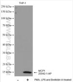 MCP1 Antibody in Western Blot (WB)