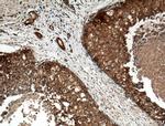 MCP1 Antibody in Immunohistochemistry (Paraffin) (IHC (P))