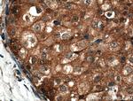 MCP1 Antibody in Immunohistochemistry (Paraffin) (IHC (P))