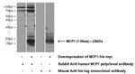 MCP1 Antibody in Western Blot (WB)