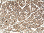 MCP1 Antibody in Immunohistochemistry (Paraffin) (IHC (P))