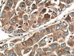 MCP1 Antibody in Immunohistochemistry (Paraffin) (IHC (P))