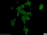 SCML2 Antibody in Immunocytochemistry (ICC/IF)