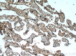 SCML2 Antibody in Immunohistochemistry (Paraffin) (IHC (P))