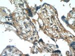 SCML2 Antibody in Immunohistochemistry (Paraffin) (IHC (P))