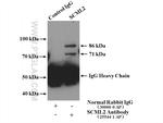 SCML2 Antibody in Immunoprecipitation (IP)