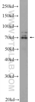 SCML2 Antibody in Western Blot (WB)