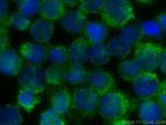 LIX1L Antibody in Immunocytochemistry (ICC/IF)