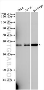 LIX1L Antibody in Western Blot (WB)