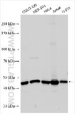 ARMC6 Antibody in Western Blot (WB)