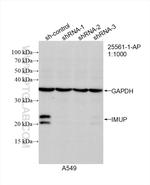 IMUP Antibody in Western Blot (WB)