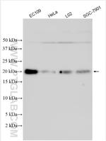 IMUP Antibody in Western Blot (WB)