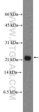 IMUP Antibody in Western Blot (WB)