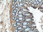 LRRC20 Antibody in Immunohistochemistry (Paraffin) (IHC (P))