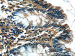 LRRC20 Antibody in Immunohistochemistry (Paraffin) (IHC (P))