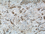 LRRC20 Antibody in Immunohistochemistry (Paraffin) (IHC (P))
