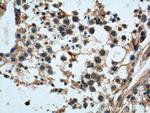 LRRC20 Antibody in Immunohistochemistry (Paraffin) (IHC (P))