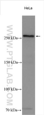 DOPEY1 Antibody in Western Blot (WB)