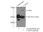 C3orf39 Antibody in Immunoprecipitation (IP)