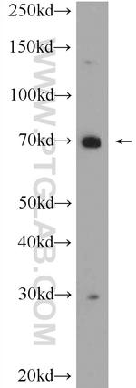 C3orf39 Antibody in Western Blot (WB)