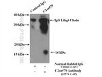C2orf79/PTRHD1 Antibody in Immunoprecipitation (IP)