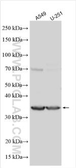 PABPC5 Antibody in Western Blot (WB)