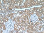 C13orf30 Antibody in Immunohistochemistry (Paraffin) (IHC (P))