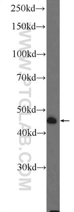 LRRC52 Antibody in Western Blot (WB)