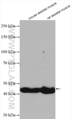 LRRC52 Antibody in Western Blot (WB)