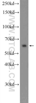MANSC1 Antibody in Western Blot (WB)