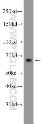 MANSC1 Antibody in Western Blot (WB)