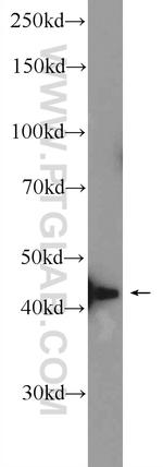 ZMYND12 Antibody in Western Blot (WB)