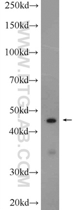 ZMYND12 Antibody in Western Blot (WB)