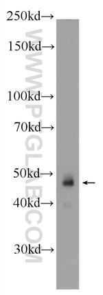 ZNF785 Antibody in Western Blot (WB)