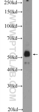 ZNF785 Antibody in Western Blot (WB)