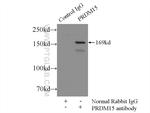 PRDM15 Antibody in Immunoprecipitation (IP)