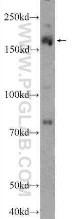 PRDM15 Antibody in Western Blot (WB)
