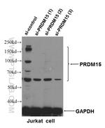 PRDM15 Antibody in Western Blot (WB)