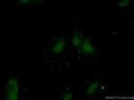 ZNF549 Antibody in Immunocytochemistry (ICC/IF)