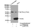 NFU1 Antibody in Immunoprecipitation (IP)