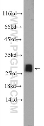 NFU1 Antibody in Western Blot (WB)
