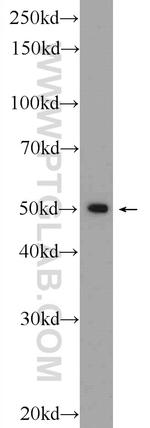 ZNF101 Antibody in Western Blot (WB)