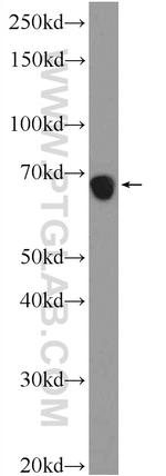 ZNF251 Antibody in Western Blot (WB)