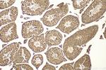 IQUB Antibody in Immunohistochemistry (Paraffin) (IHC (P))