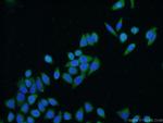 CEBPZ Antibody in Immunocytochemistry (ICC/IF)