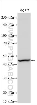 MBOAT1 Antibody in Western Blot (WB)