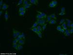ASB13 Antibody in Immunocytochemistry (ICC/IF)