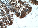 ASB13 Antibody in Immunohistochemistry (Paraffin) (IHC (P))