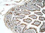 ASB13 Antibody in Immunohistochemistry (Paraffin) (IHC (P))